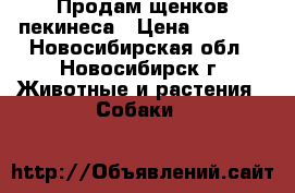 Продам щенков пекинеса › Цена ­ 7 000 - Новосибирская обл., Новосибирск г. Животные и растения » Собаки   